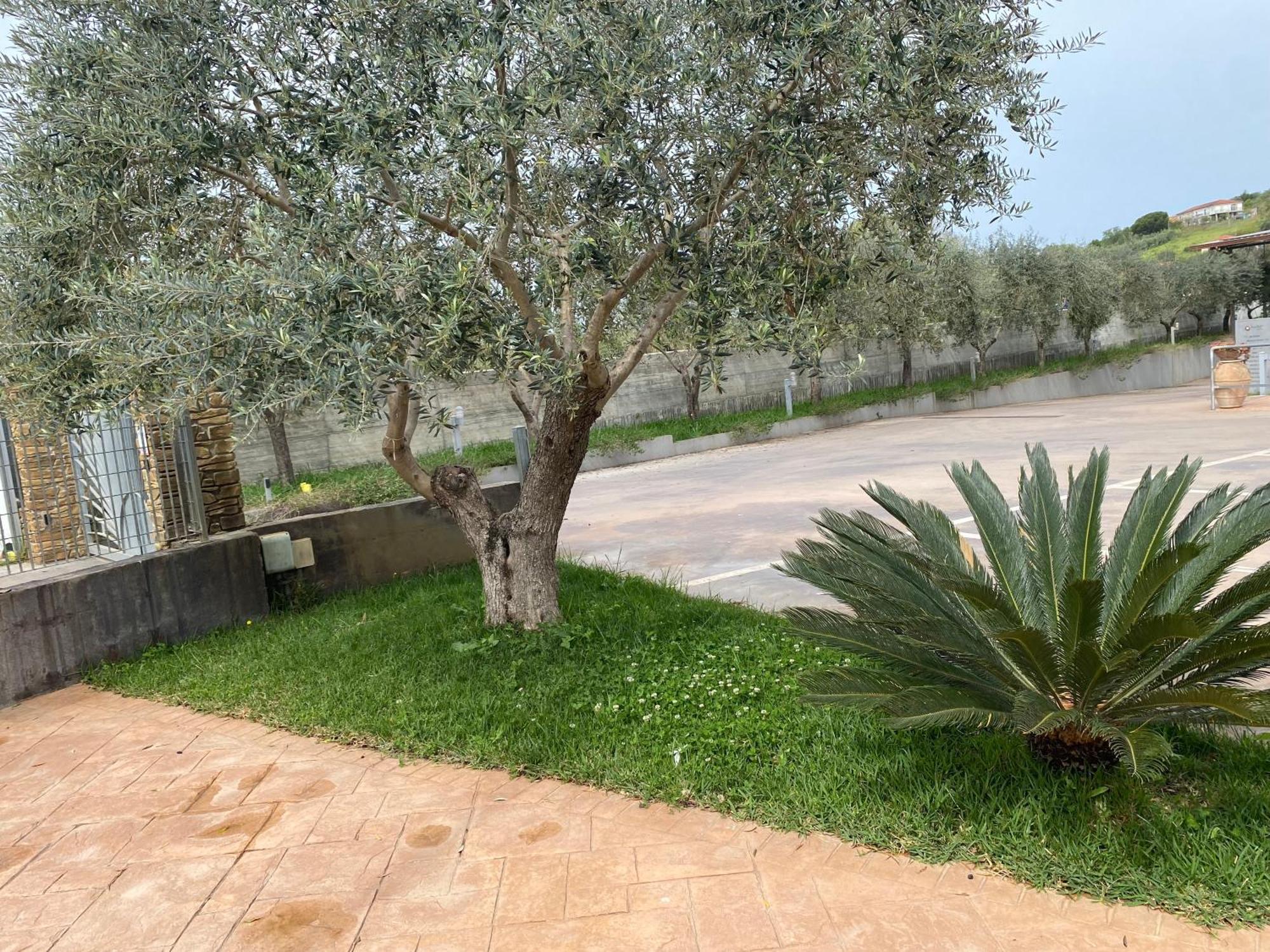 Miro' Agropoli Bed & Breakfast ภายนอก รูปภาพ